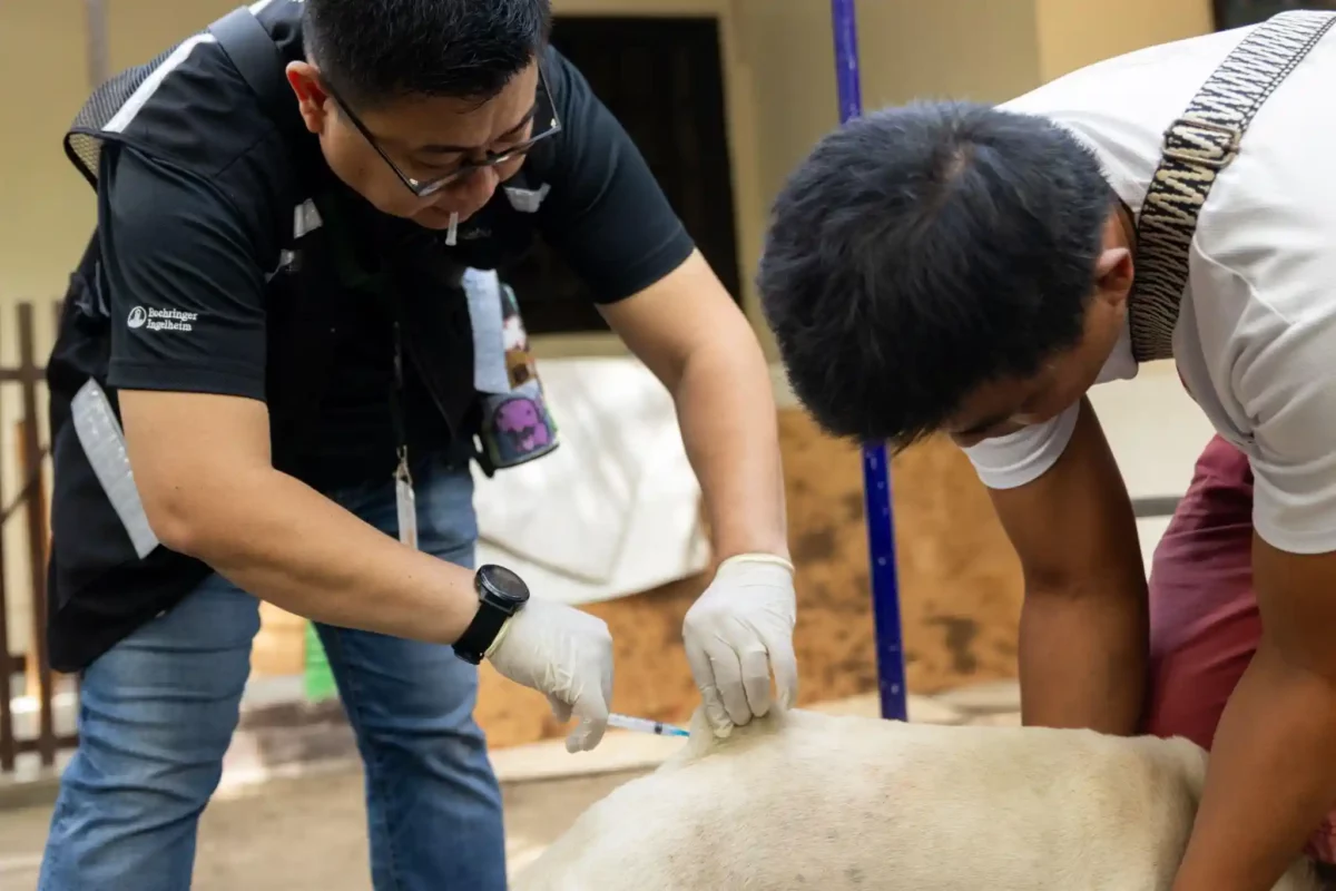 KV - Stop Rabies [2]