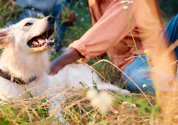 KV - Boehringer_AnimalCare_Dog_WalkingtheDog-01_RGB_010