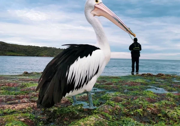 Pick a Beak – Justin Mendoza shot using the HUAWEI P30 Pro