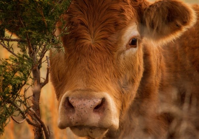 cow cow